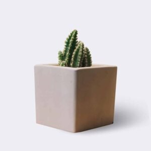 Főoldal cactus2 free img