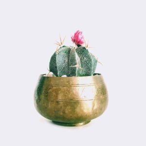 Főoldal cactus6 free img
